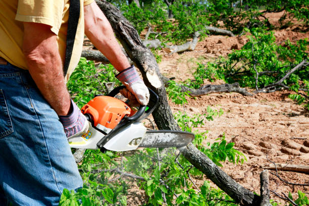 The Steps Involved in Our Tree Care Process in East Palatka, FL